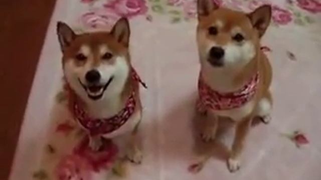 Смотри в камеру , снимают! смотреть онлайн