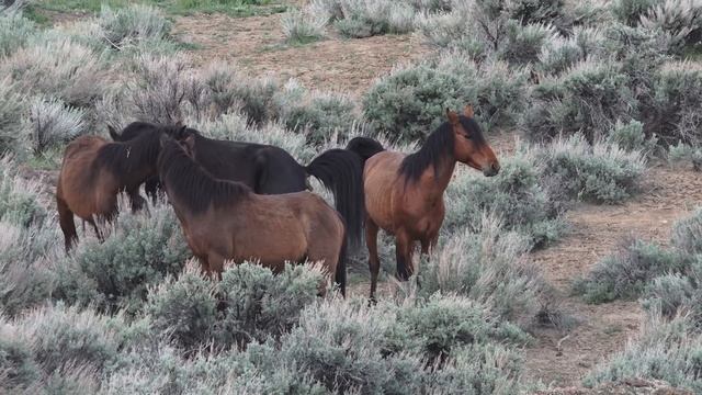 Wild Mustangs of Nevada смотреть онлайн