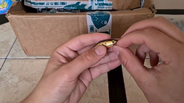 Видеообзор воблера Smith D-Contact 50S с Fmagazin смотреть онлайн