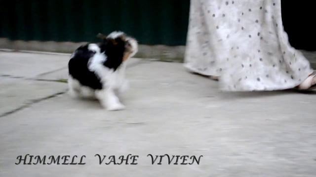 Kennel Himmell Vahe - bivers смотреть онлайн