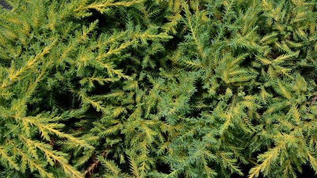 Ялівець середній Mordigan Gold смотреть онлайн