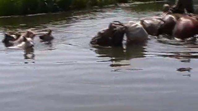 Водный поход по рекам Синюха и Южный буг, день 3 смотреть онлайн