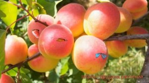 Абрикос обыкновенный Краснощекий (krasnoshchekii) ? обзор: как сажать, саженцы абрикоса Краснощекий