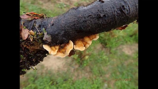Stereum hirsutum, also called false turkey tail Greece by Theo Fotiadis смотреть онлайн