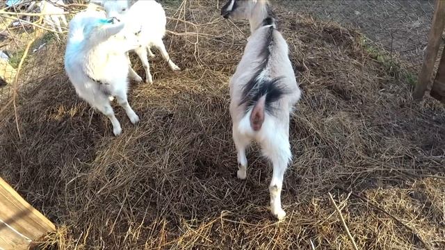 Кто она - новая коза смотреть онлайн