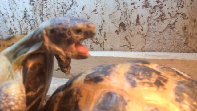 Спаривание среднеазиатских сухопутных черепах смотреть онлайн