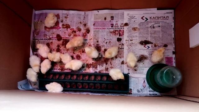 У нас пополнение в сарае смотреть онлайн