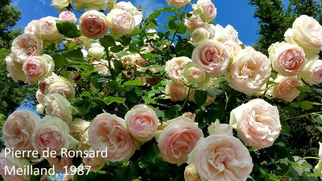 11 СОРТОВ РОЗ ШЕДЕВРОВ Красотой Которых Можно ВОСХИЩАТЬСЯ БЕСКОНЕЧНО смотреть онлайн