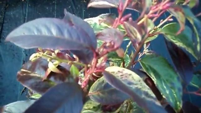 Leucothoe Walteri Rainbow