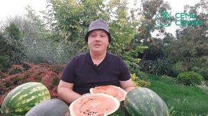 САМЫЕ УРОЖАЙНЫЕ СОРТА АРБУЗА! СЕЗОН 2021