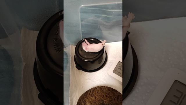 Кормление маисового полоза смотреть онлайн