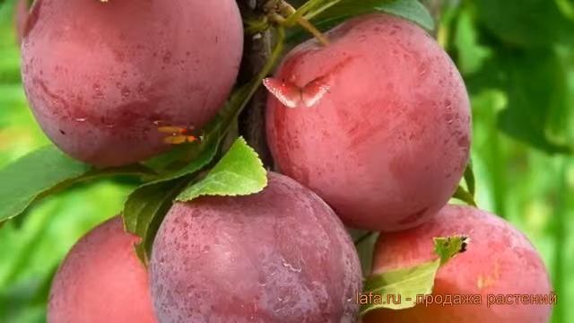 Слива обыкновенная Красивая Веча (prunus Domestica) ? обзор: как сажать, саженцы сливы Красивая Веч