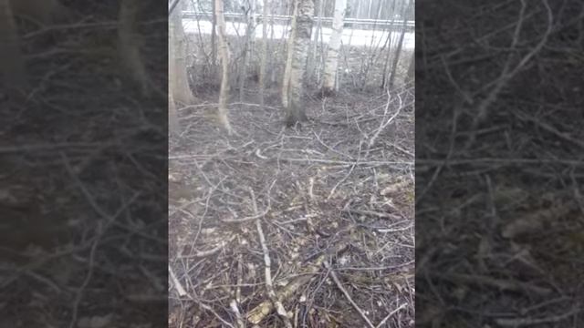 Экстрим показалось что друг видел змею смотреть онлайн