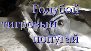 Голубой тигровый попугай (Тигровый синий попугай): содержание, разведение, половые отличия (различия