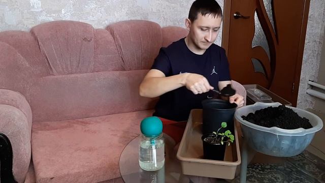 Пересадка баклажан. смотреть онлайн