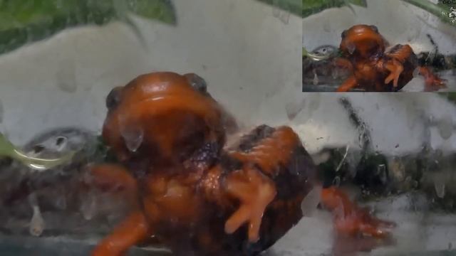 Тритоны - семейства саламандр(Salamandridae) смотреть онлайн