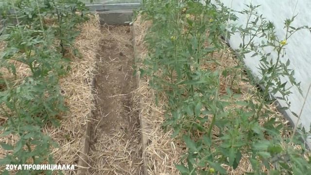 Обзор теплиц в июне/ Уход /Подкормка/ Томаты/ Перцы/ Огурцы/ Баклажаны/#рассада #теплицы#деревня смотреть онлайн