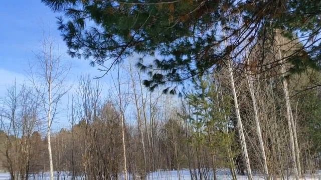КЕДР ИСПОЛНЯЮЩИЙ ЖЕЛАНИЯ🌲🌲🌲 смотреть онлайн
