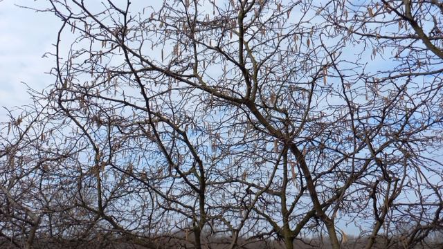 1000071613.mp4 Ореховый рай