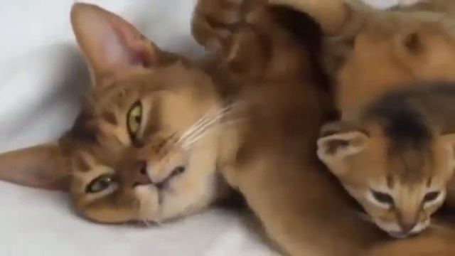Котята и мама кошка смотреть онлайн