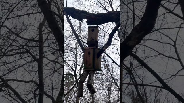 Жуткий лес👻💩#Waldgeisterpfad #Durmersheim🇩🇪 смотреть онлайн