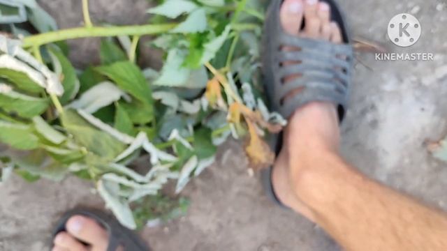 ? Осенняя пересадка малины. Вредители на малине. ? смотреть онлайн