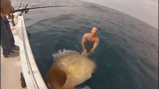 Очень крупный МОРСКОЙ ОКУНЬ смотреть онлайн