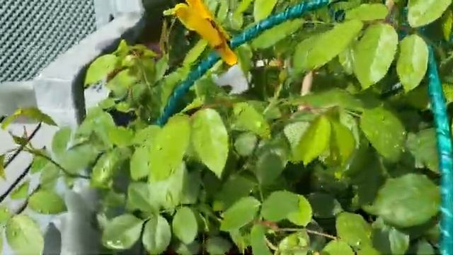 Обзор горшечного сада с розами. Роза Маритим остановилась в развитии, в чем причина?! смотреть онлайн