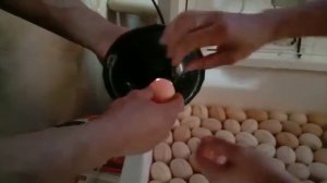 Проверка яиц на овоскопе