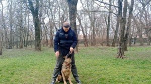 Порода немецкая овчарка Как дрессировать немецкую овчарку Команды для немецкой овчарки