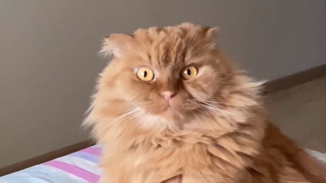 Кот смотрит телевизор/кого он гоняет?/бегает по стенам/сроду не мыли/жизнь моего кота Василия смотреть онлайн