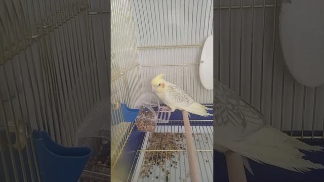 Мой Чарли попугайчик он кушает❤️💝😘😍 смотреть онлайн