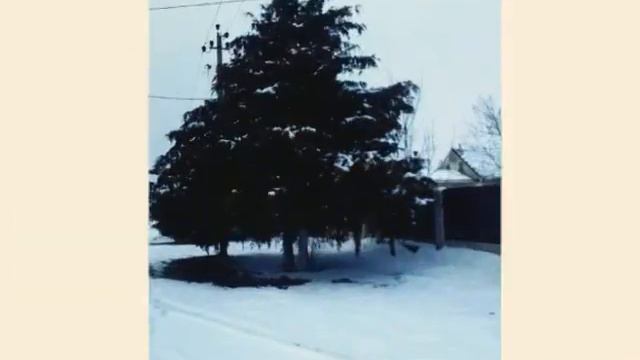 Виола фото смотреть онлайн