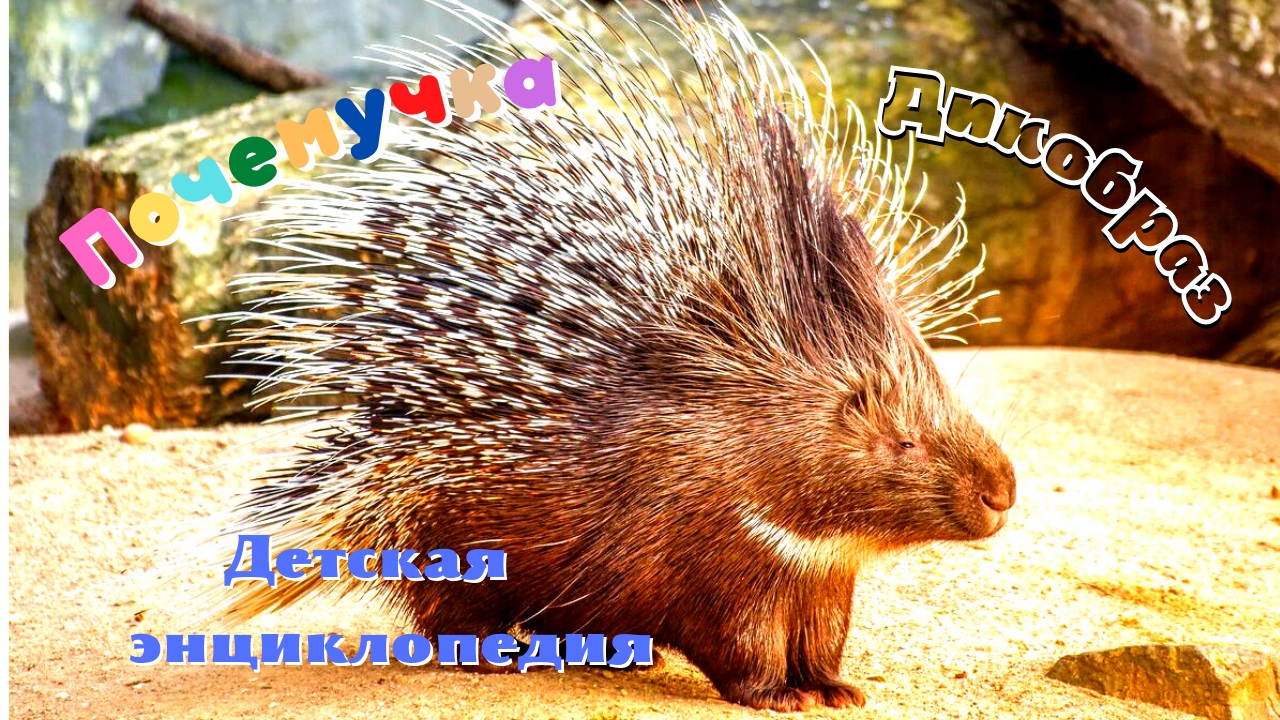 0+ Интересные факты о дикобразах. Почемучка. Детская энциклопедия. смотреть онлайн