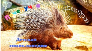 0+ Интересные факты о дикобразах. Почемучка. Детская энциклопедия.