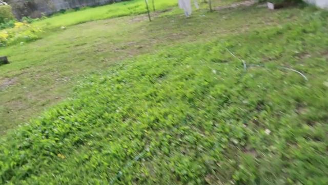 Как вырастить много белых грибов на своем участке в МОРОЗ смотреть онлайн