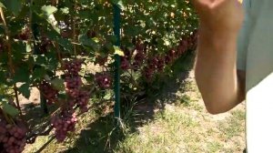 @Виноград 2019. Виноград Гурман ранний. Отзыв о винограде