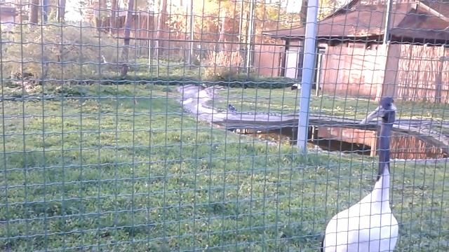 Журавль Японский