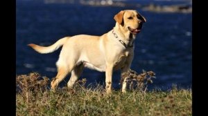 Дешевые собаки для тех у кого нет лишних денег! Лучшие породы собак!