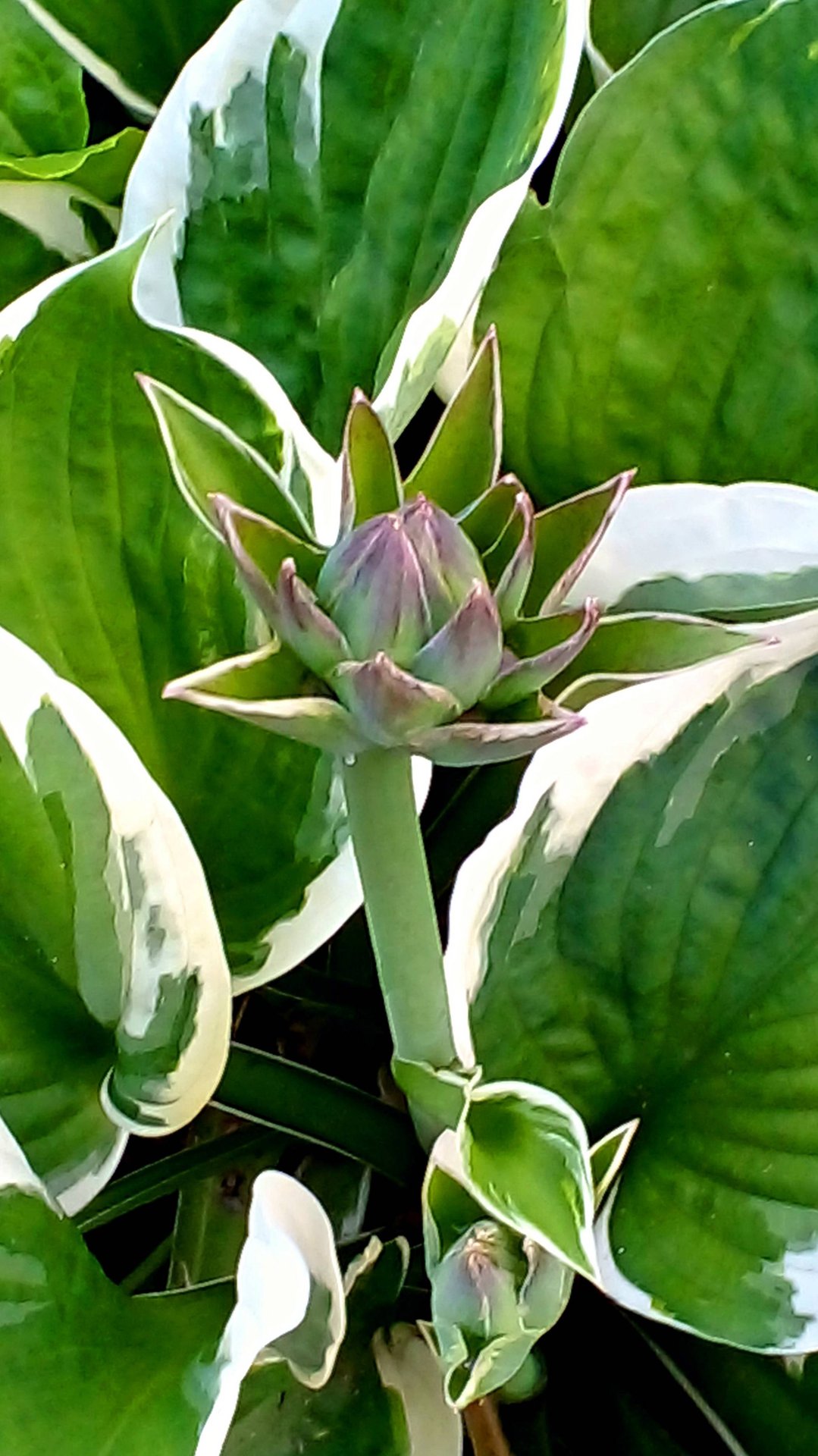 Бутон смотреть онлайн