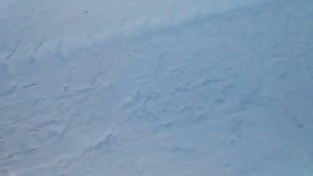 Дрессировка 5 месячного щенка на прогулке смотреть онлайн