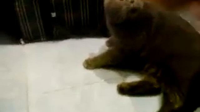 КотЭ матерится.mp4 смотреть онлайн