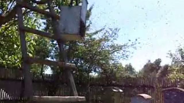 Роение Пчёл . Признак выхода Первого роя  . Выход роя от начала и до конца .