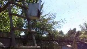 Роение Пчёл . Признак выхода Первого роя  . Выход роя от начала и до конца .