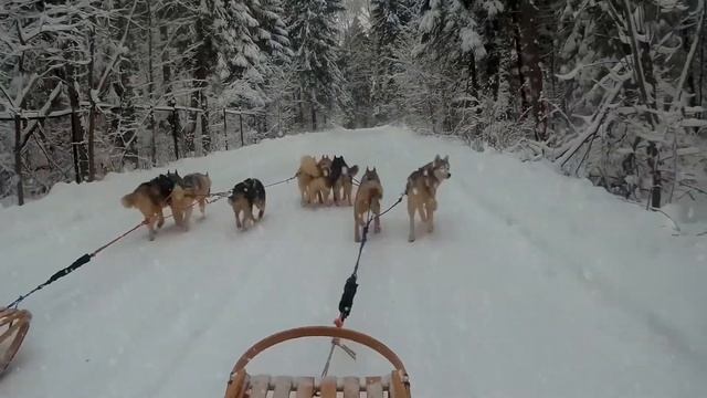 Новогодние покатушки на хаски смотреть онлайн