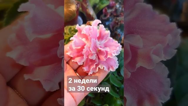 Две недели роспуска за 30 секунд. #фиалка #лето2021 #красота #цветывдоме #за30секунд смотреть онлайн