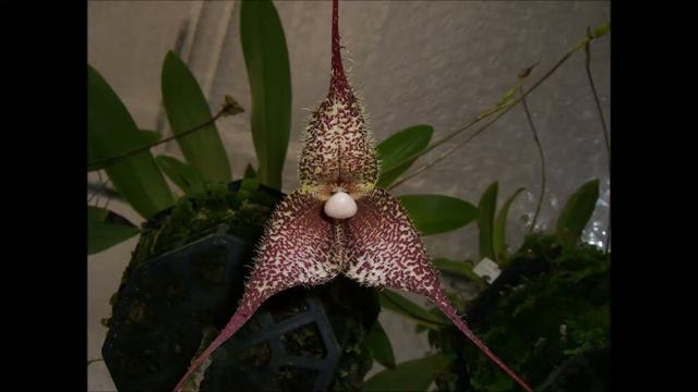Dracula chimaera смотреть онлайн