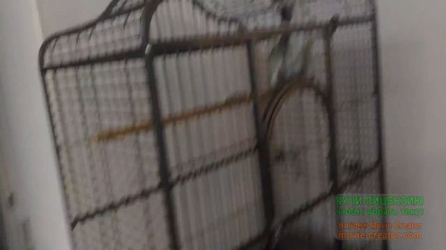Первый ВЛОГ,страшная боязнь змей и пауков. смотреть онлайн