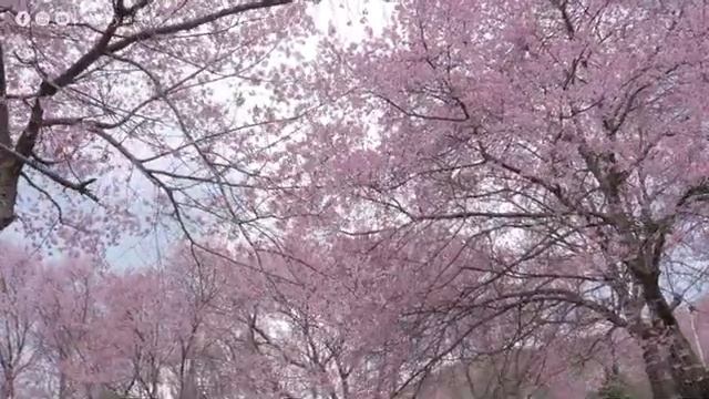 музыка весны?Нежная музыка, успокаивает нервную систему и радует душу?отличная музыка для нервной смотреть онлайн