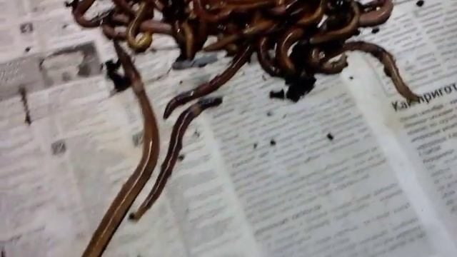 Крупная дендробена для ловли сома. смотреть онлайн